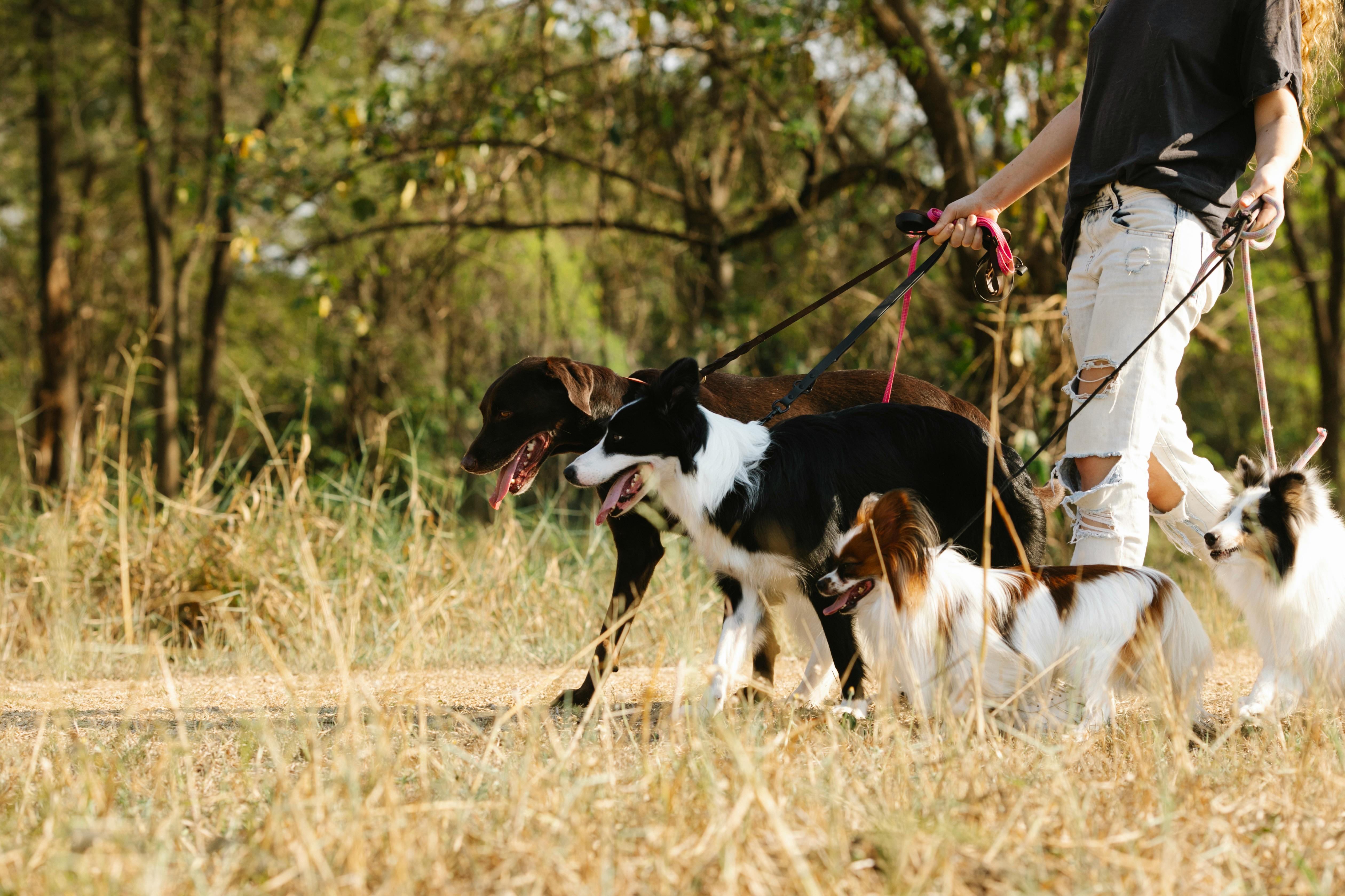 Therapeutic Pets: Understanding Their Impact on Mental Recovery